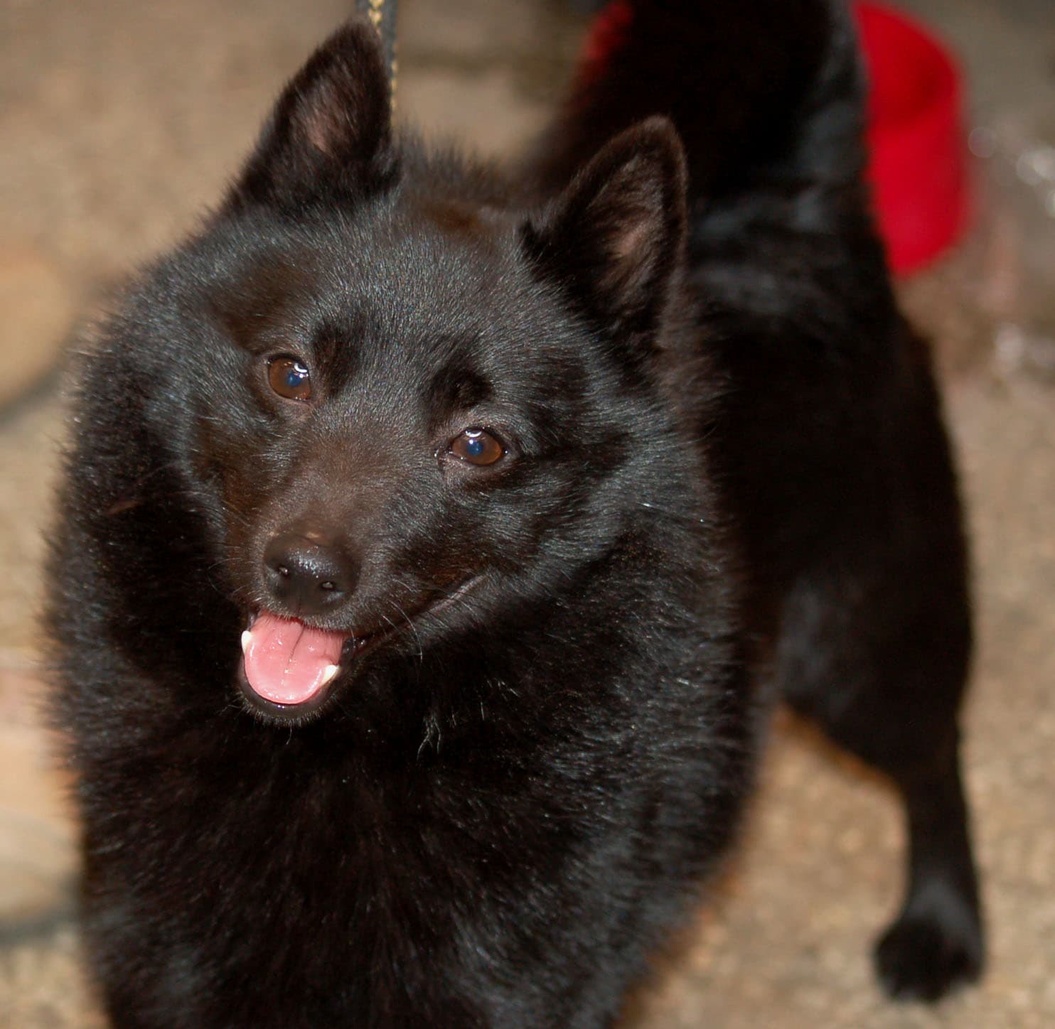 Nahaufnahme eines schwarzen Schipperke mit stehenden Ohren und heraushängender Zunge.