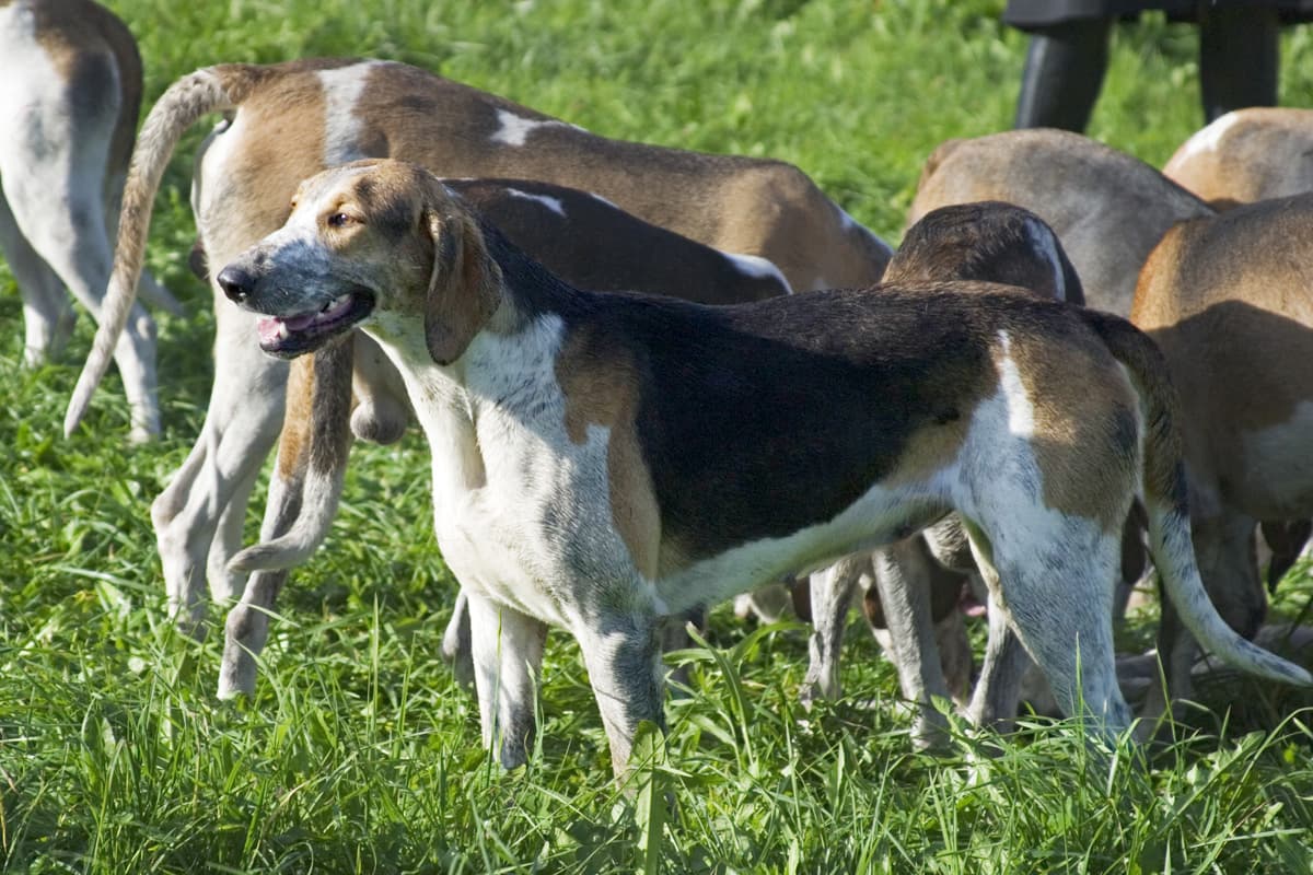 Dreifarbiger Großer Anglo-Französischer Laufhund steht wachsam inmitten einer Meute auf der Wiese.