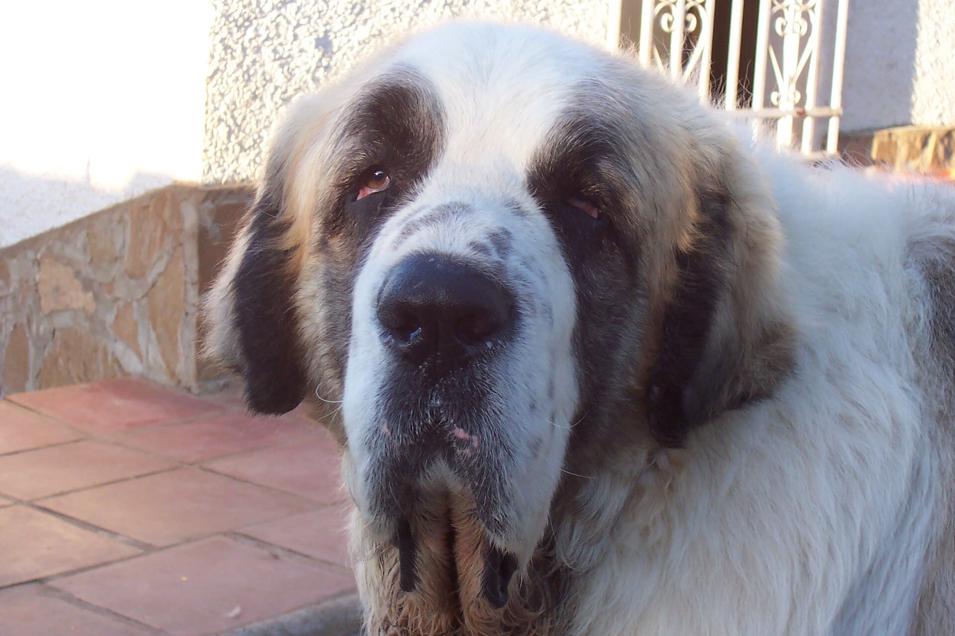 Pyrenäen Mastiff im Nahporträt mit typischer dunkler Augenmaske und Schlappohren.
