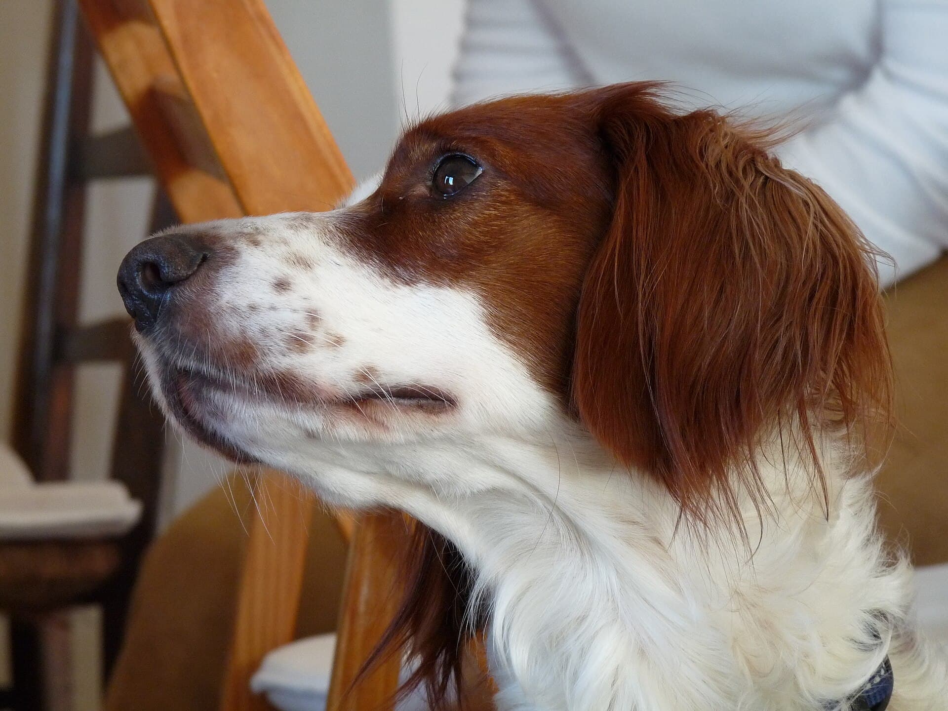 Irischer Rot Weißer Setter im Profil, rotbraune Schlappohren, weiß gefleckte Schnauze.