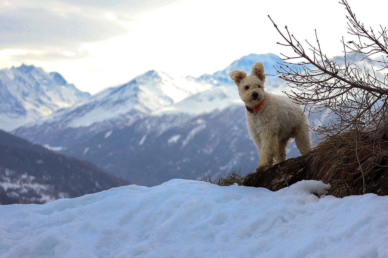 Weißer Pumi steht auf einem verschneiten Felsen vor Berggipfeln.
