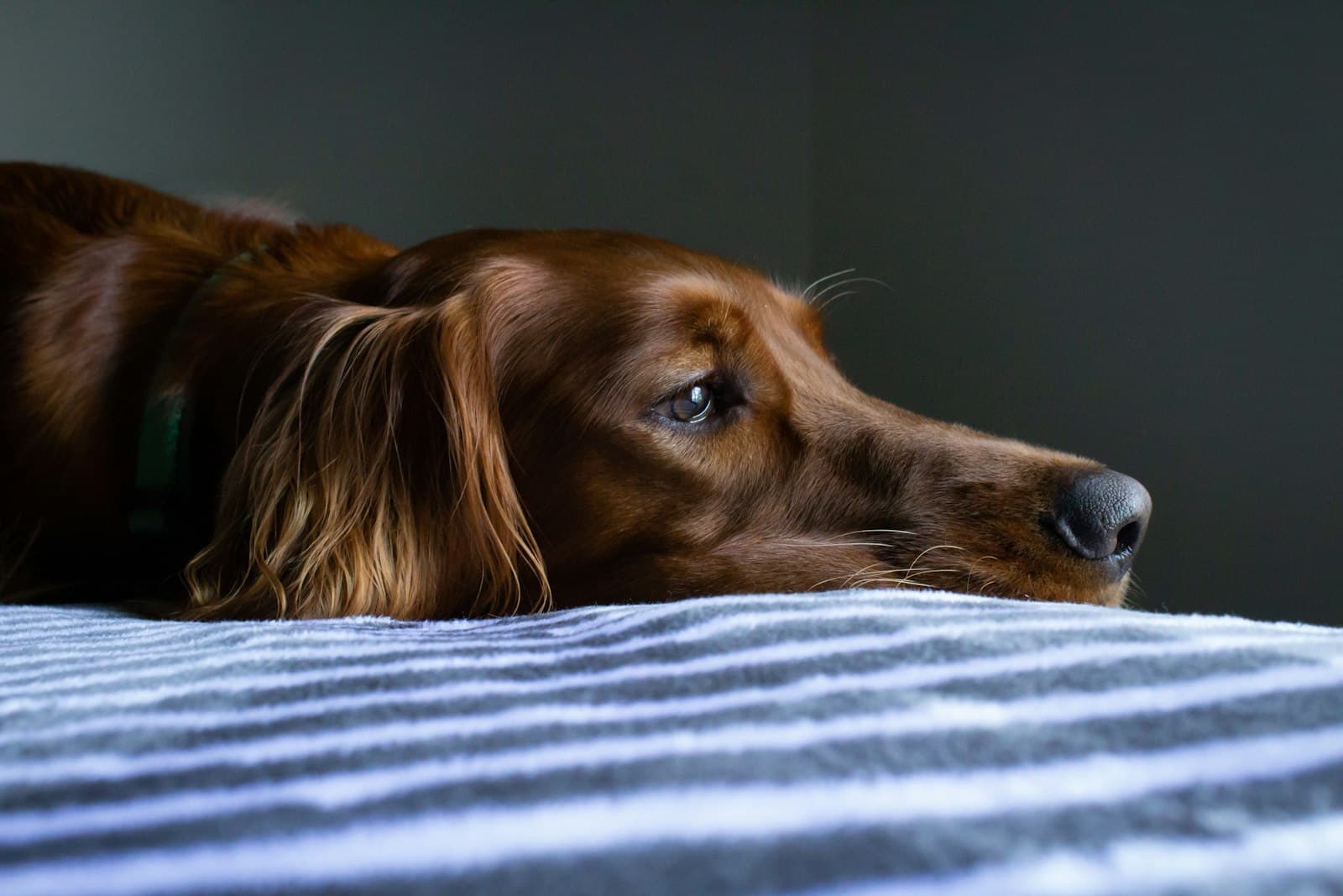 Ein brauner Hund liegt ruhig auf einem Bett