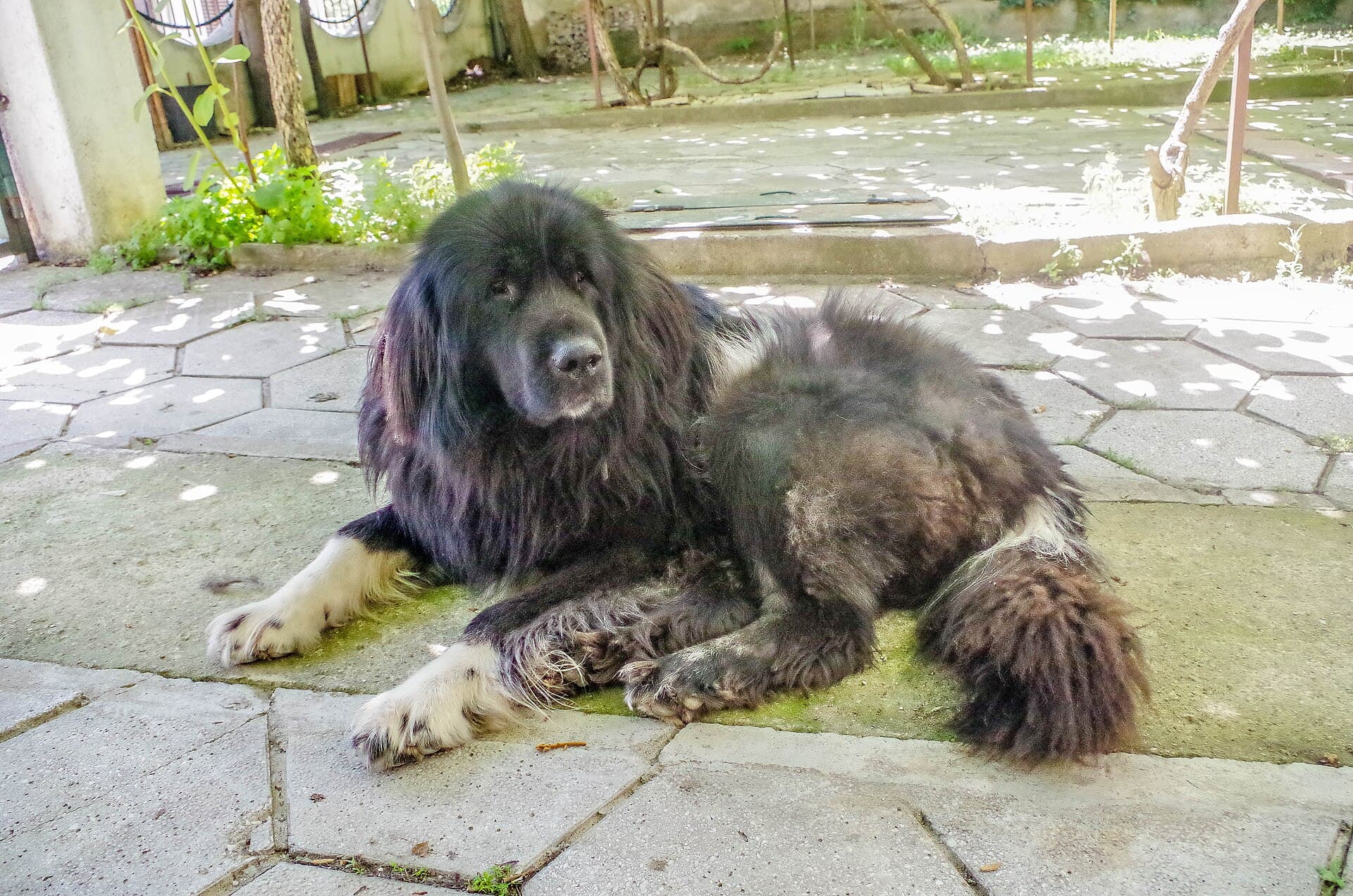 Macedonian Shepherd Dog Karaman mit dichtem schwarzem Fell und weißen Pfoten blickt aufmerksam in die Kamera.