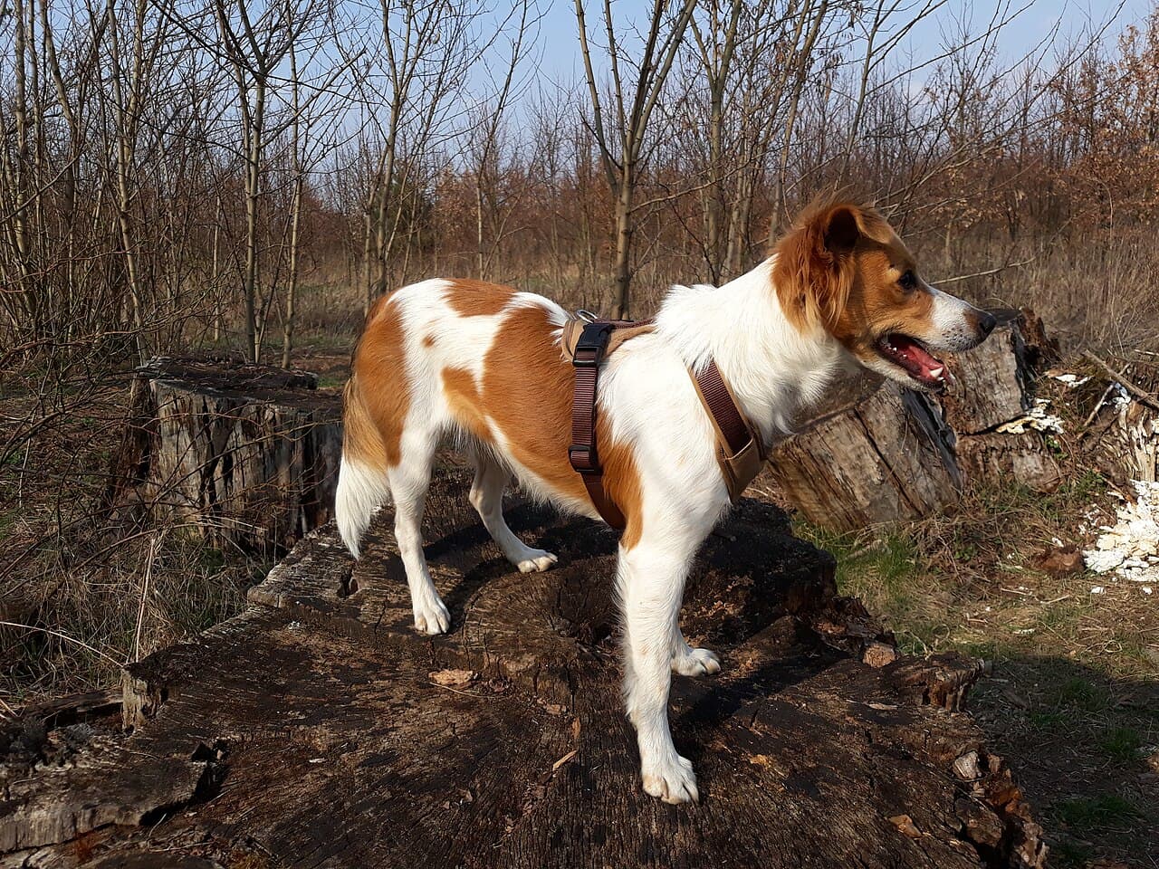 Glatthaariger Kromfohrländer steht mit Geschirr auf einem Baumstumpf im Wald.