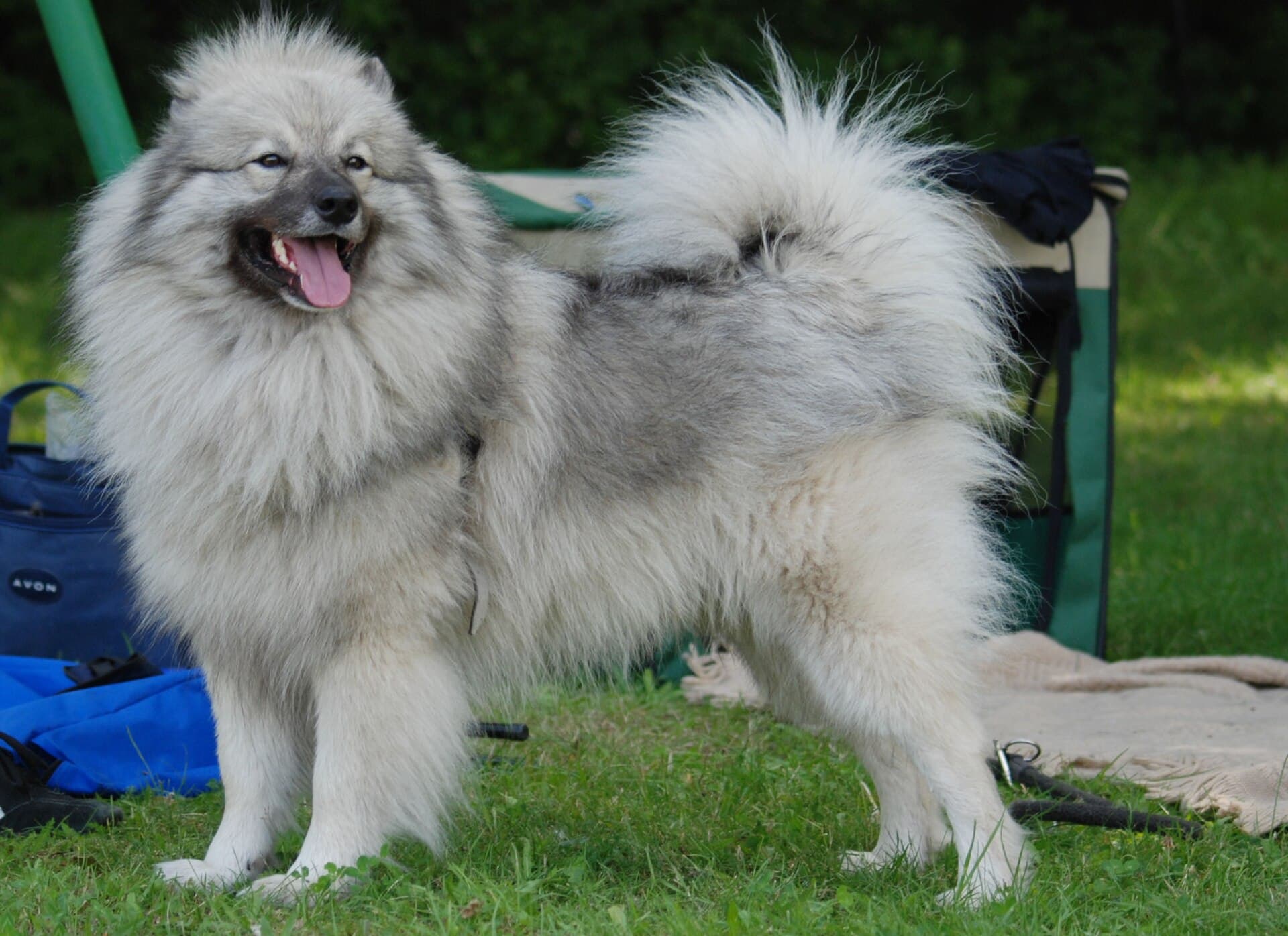 Wolfsspitz steht mit gekräuselter Rute und heraushängender Zunge im Garten.