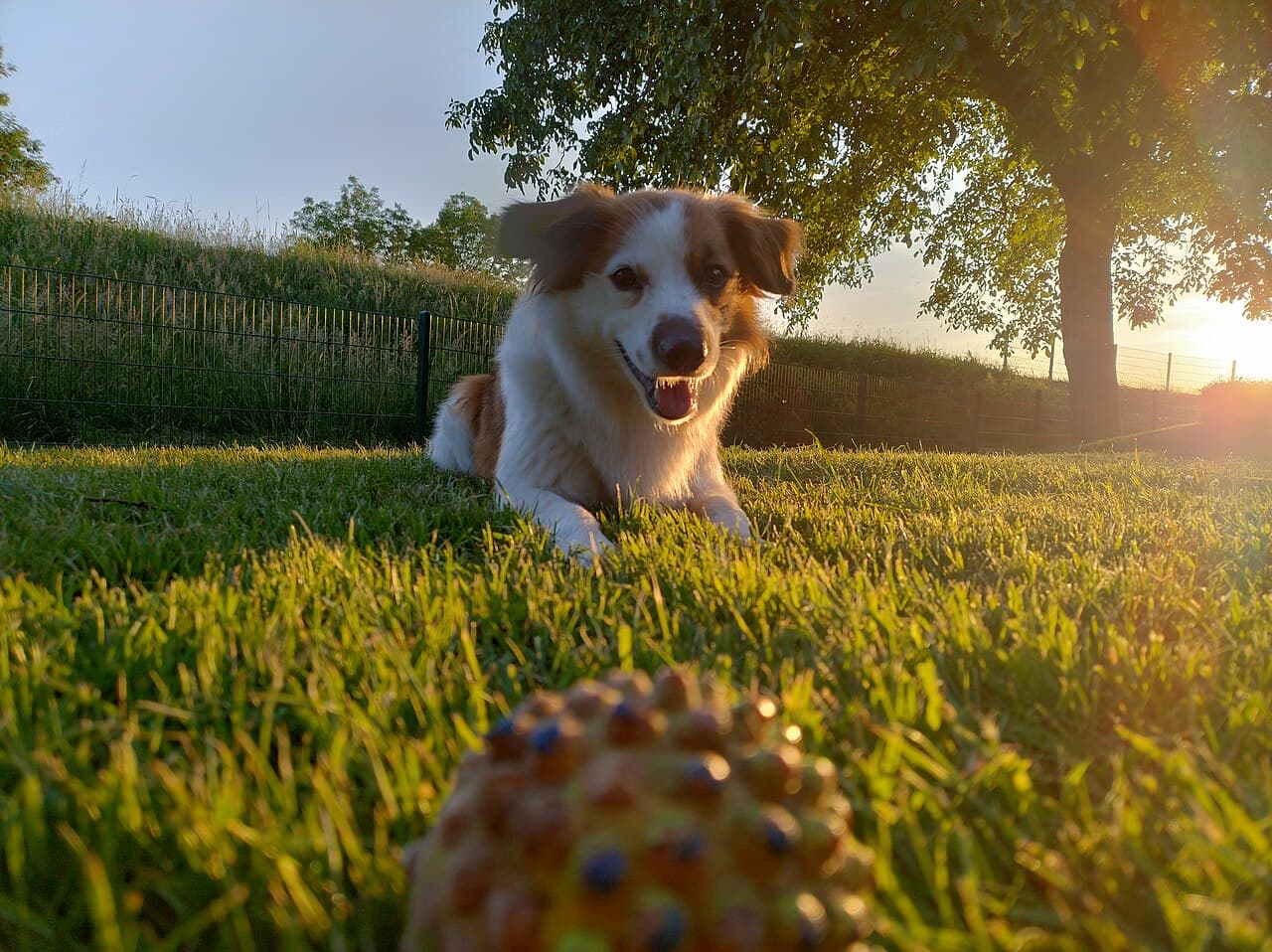 Kromfohrländer liegt verspielt im Garten und beobachtet einen Ball im Abendlicht.