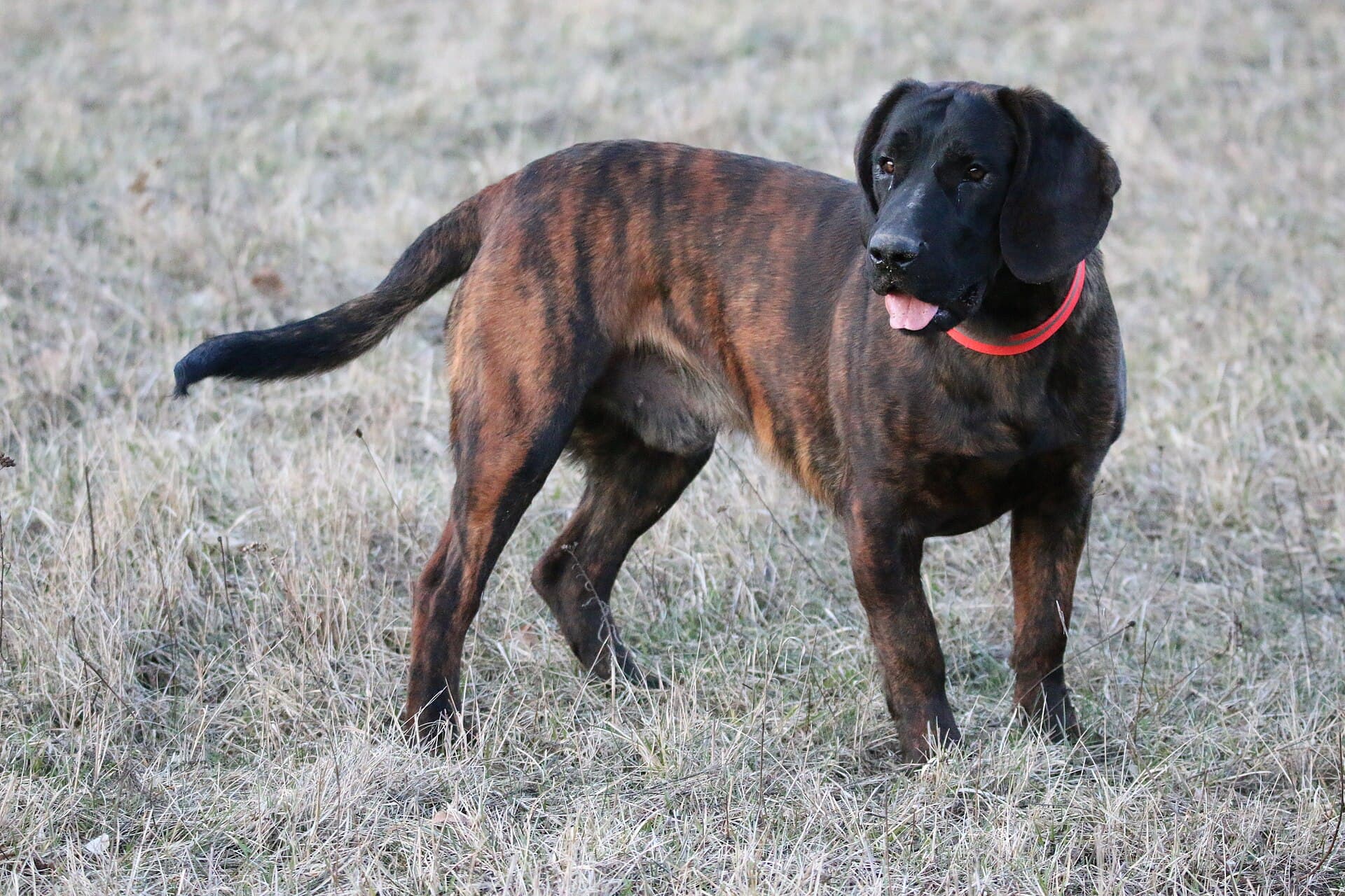 Hannoverscher Schweißhund steht mit gestromtem Fell und heraushängender Zunge auf einer Wiese.