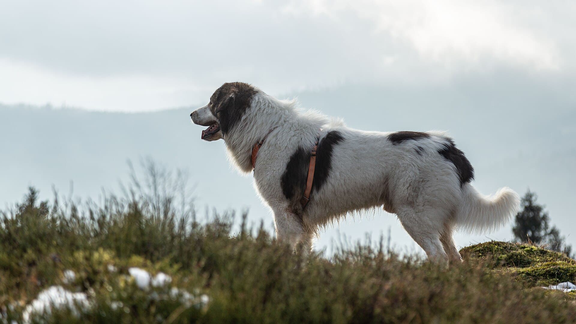 Tornjak mit weiß schwarzem Fell steht wachsam auf einem Bergkamm und blickt in die Ferne.