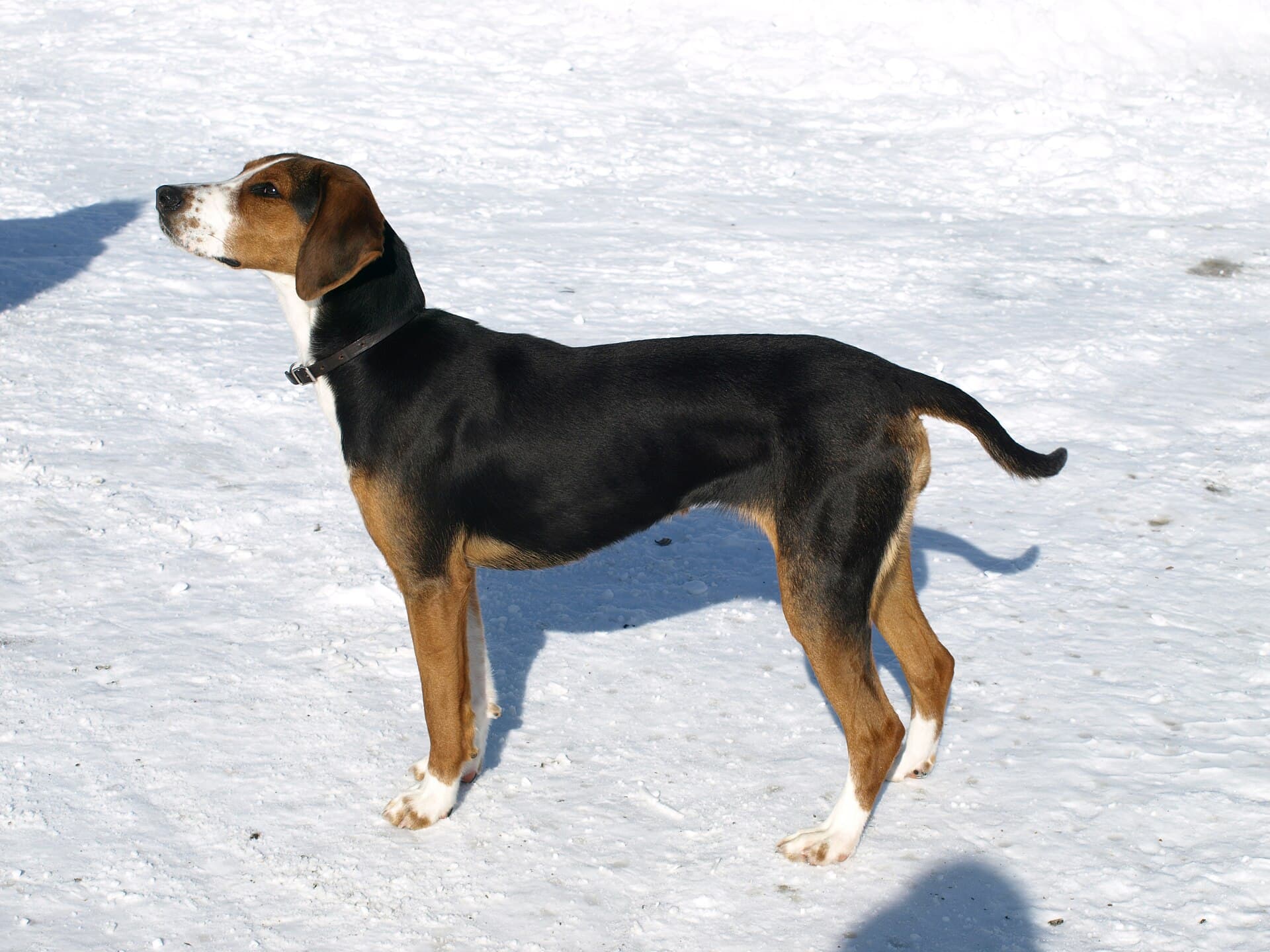 Finnischer Laufhund mit schwarz braun weißem Fell steht aufmerksam im Schnee.